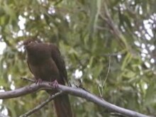 File:Brown Cuckoo-dove kob95.ogv