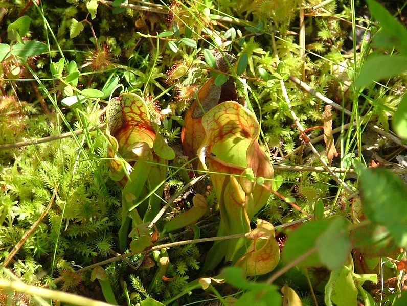 File:Brown Lake Bog.jpg