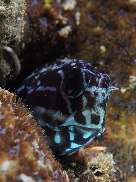 File:Brown coral blenny (Atrosalarias fuscus) (16059540287).jpg