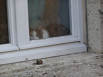 Chat à la fenêtre.
