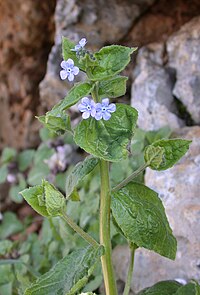 Brunnera orientalis