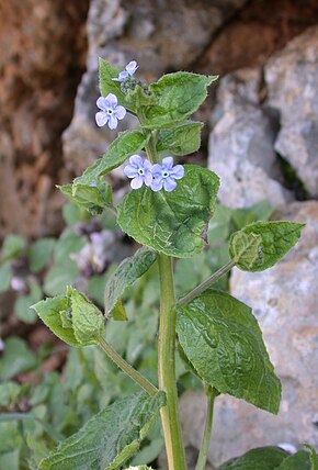 Descrizione dell'immagine Brunnera orientalis 1.jpg.