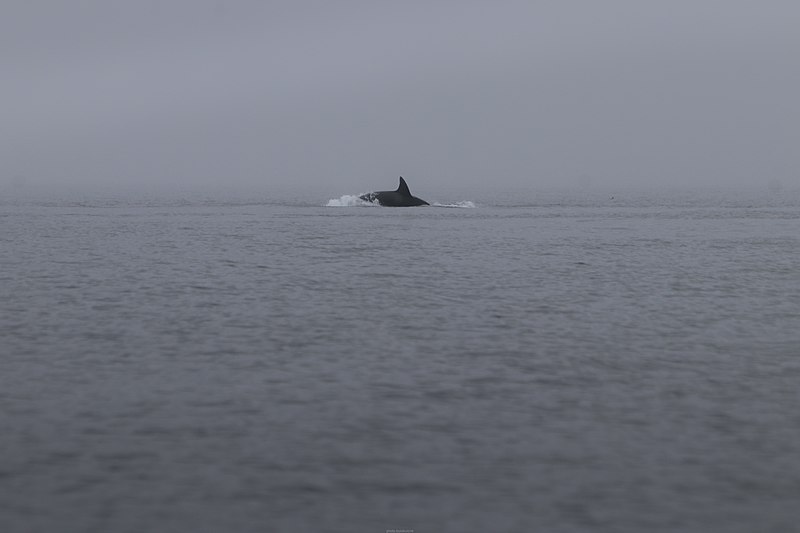 File:Buiobuione Killer whale in Telegraph Cove Vancouver Island 03.jpg