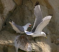 Mouette tridactyle au nid