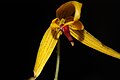 Bulbophyllum williamsii Philippines