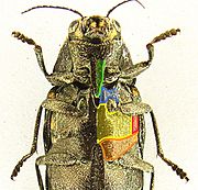 Buprestis novemmaculata detail.JPG