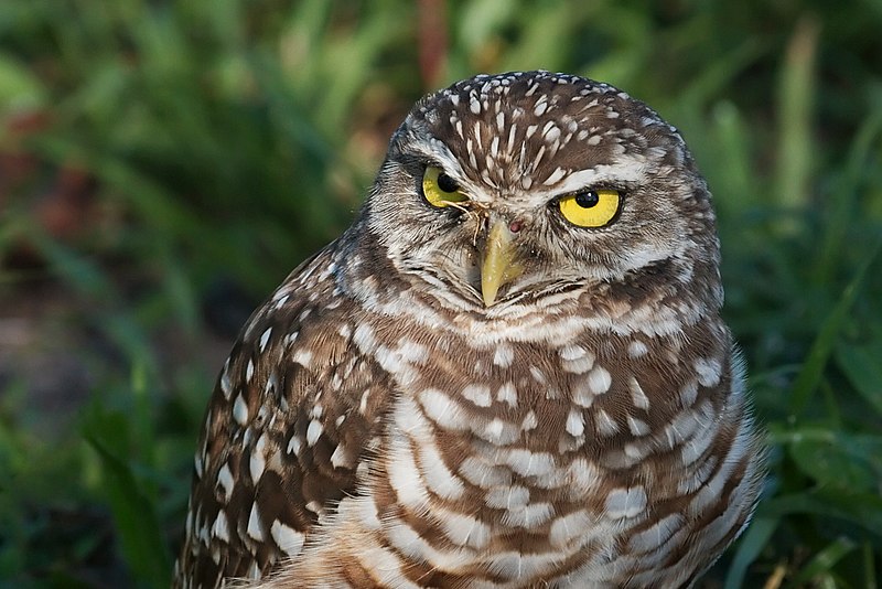 File:Burrowing Owl 4212.jpg