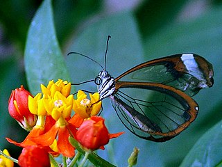 <i>Greta morgane</i> Species of butterfly
