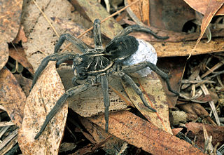 <i>Tasmanicosa godeffroyi</i> Species of spider