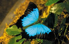 CSIRO ScienceImage 3831 Ulysses Butterfly.jpg