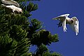 Cacatua sanguinea in Sydney -Australia-8.jpg