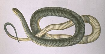 Philodryas patagoniensis. C'est un serpent venimeux[29] de couleur verte et tacheté de noir[32]. On le retrouve depuis le grand nord argentin jusqu'en province du Chubut.