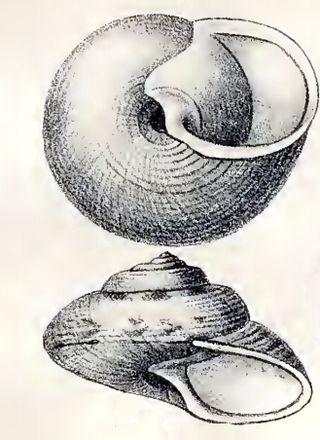 <i>Callogaza watsoni</i> Species of gastropod