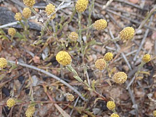 <i>Calocephalus sonderi</i> Species of plant