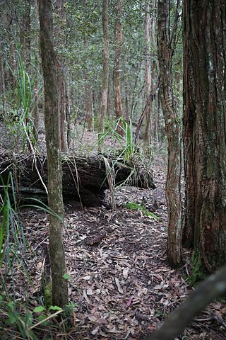 <span class="mw-page-title-main">Cambewarra Range Nature Reserve</span>