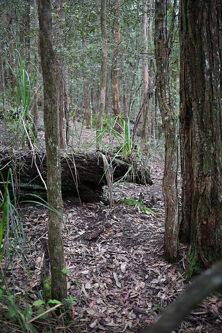 Cambewarra Range Nature Reserve(1)