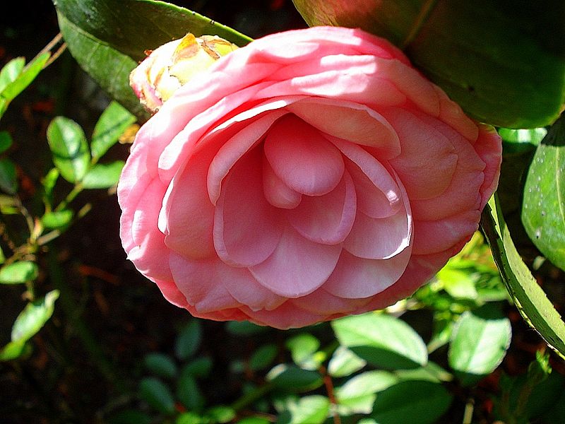 File:CamelliaJaponica.JPG