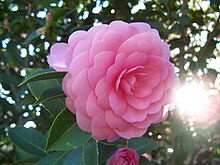 Figure 1: Camellia japonica Camellia japonica 'Pink Perfection'.jpg