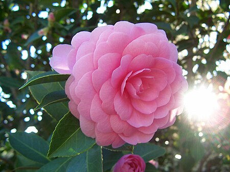 Tập_tin:Camellia_japonica_'Pink_Perfection'.jpg