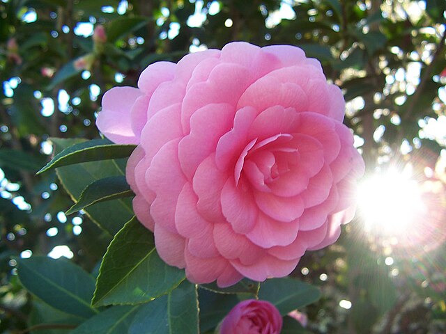 File Camellia japonica Pink Perfection .jpg Simple English