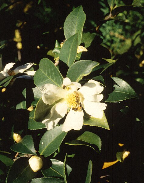 File:Camellia oleifera.jpg