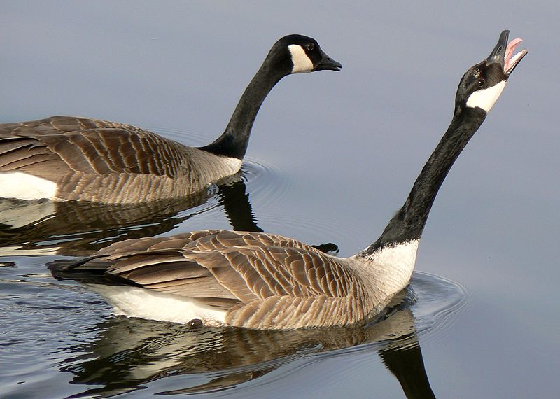File:Canada Goose mating ritual2.jpg