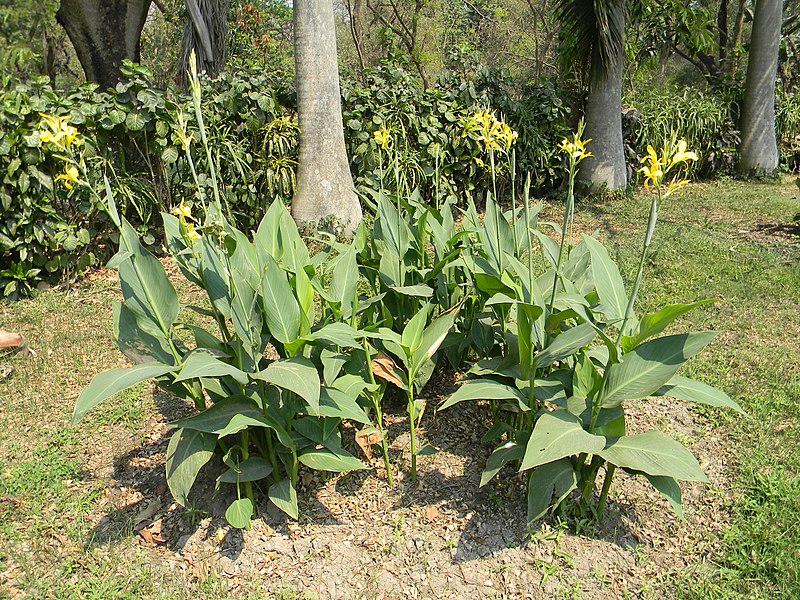 File:Canna - Howrah 2011-03-20 2108.JPG