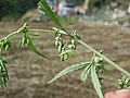 Cannabis sativa on way from Govindghat to Rishikesh at Valley of Flowers National Park - during LGFC - VOF 2019 (5).jpg