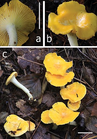 <i>Cantharellus anzutake</i> Species of fungus