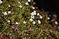 Cardamine pattersonii