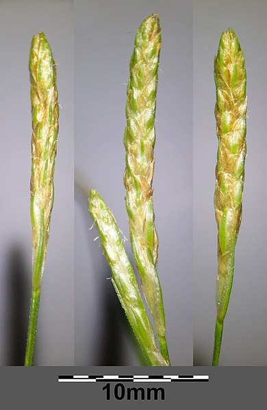 File:Carex punctata sl57.jpg