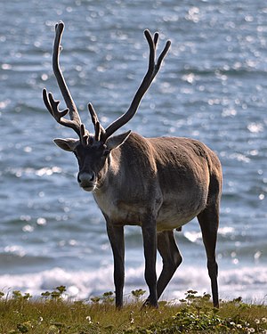 Caribou (Rangifer tarandus)