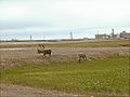 Caribou at Prudhoe Bay.jpg