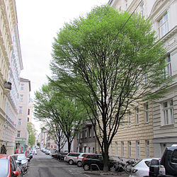 Carpinus betulus in Vienna.jpg