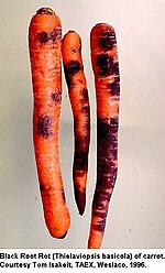 Black root rot. Carrot10.jpeg