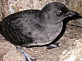Cassin's Auklets are one of 5 auk species on the island