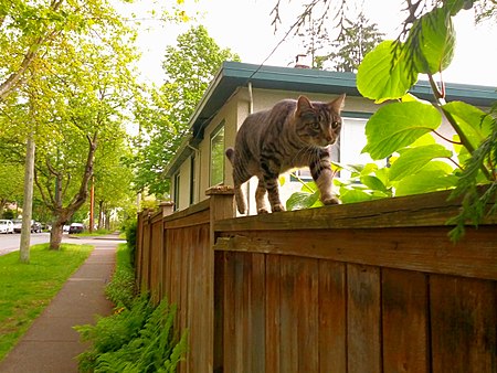 Tập_tin:Cat_along_wooden_fence_-_panoramio.jpg
