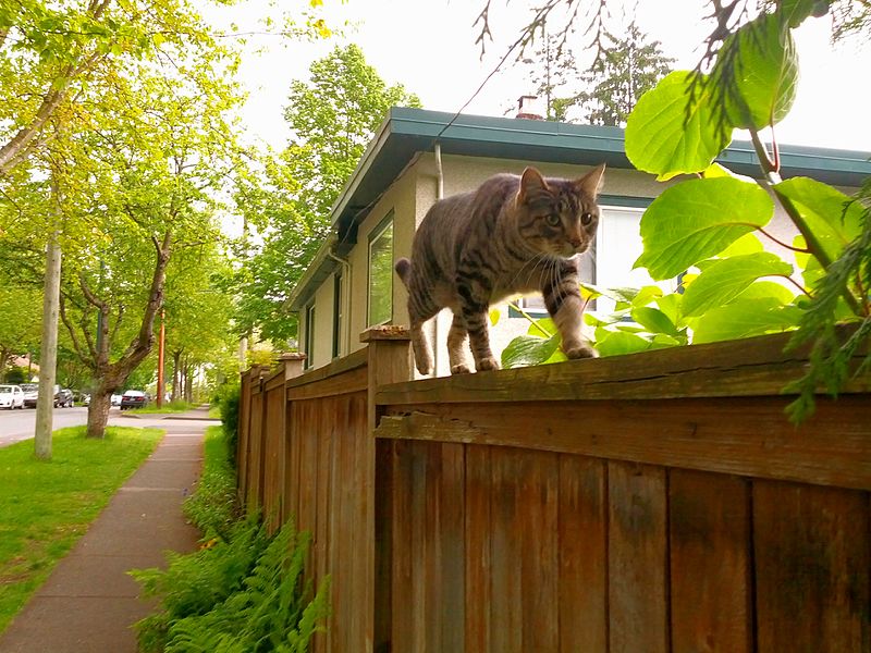 File:Cat along wooden fence - panoramio.jpg