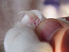 Cat claw closeup.jpg