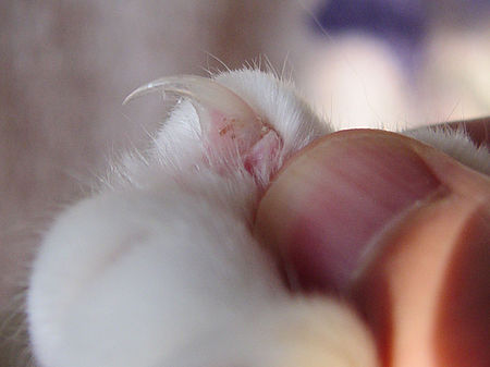 Tập_tin:Cat_claw_closeup.jpg