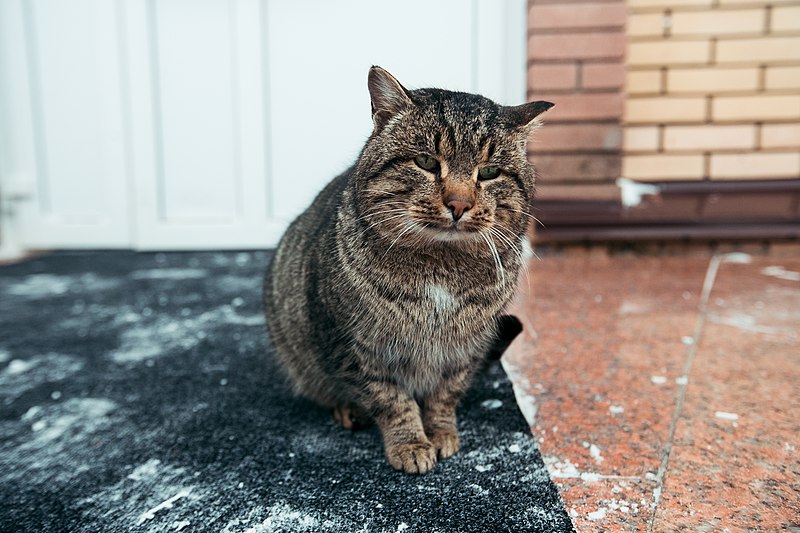 File:Cat living nearby Bilyar archaeological & historical museum.jpg