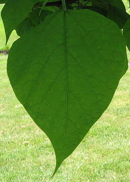 File:Catalpa speciosa leaf 20060624.jpg