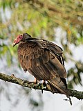 Cathartes aura Guala cabecirroja Turkey Vulture (6843833617).jpg