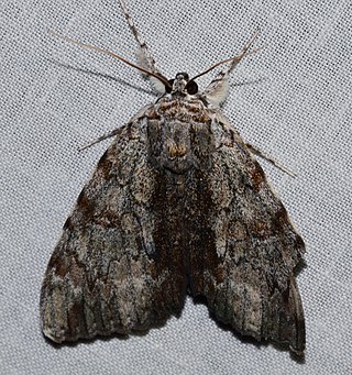 <i>Catocala insolabilis</i> Species of moth