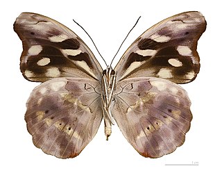 <i>Catonephele</i> Genus of brush-footed butterflies