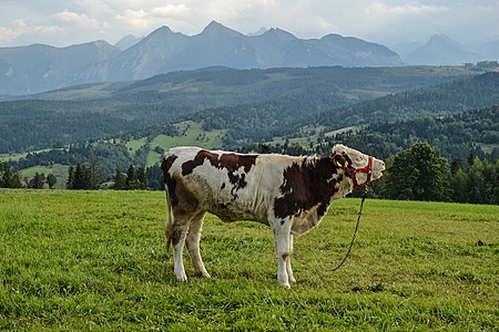 Cattle and Tatry mountains, Poland