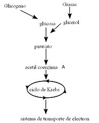 Cellular Respiration Flow Chart