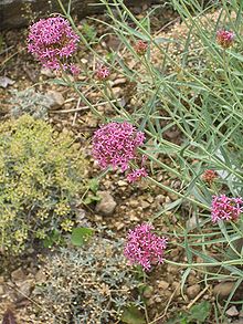 Centranthus angustifolius.JPG