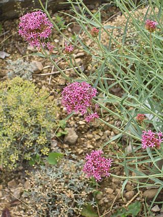 <i>Centranthus</i> Genus of flowering plants in the honeysuckle family Caprifoliaceae