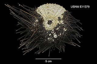 <i>Centrostephanus sylviae</i> Species of sea urchin